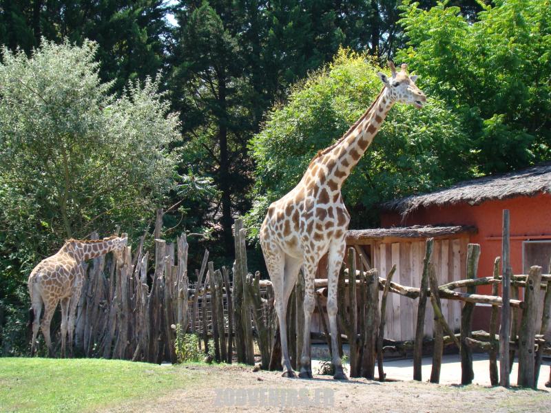 Girafe