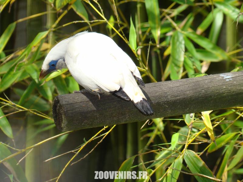 Étourneau de Rothschild