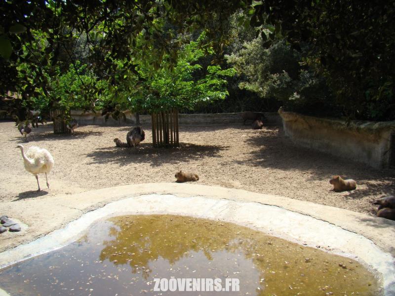 Pampa sud-américaine