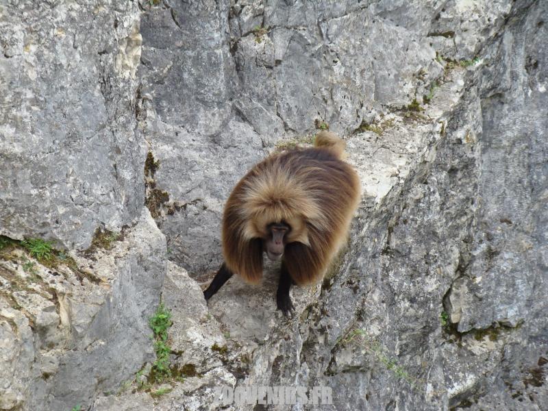 Gelada