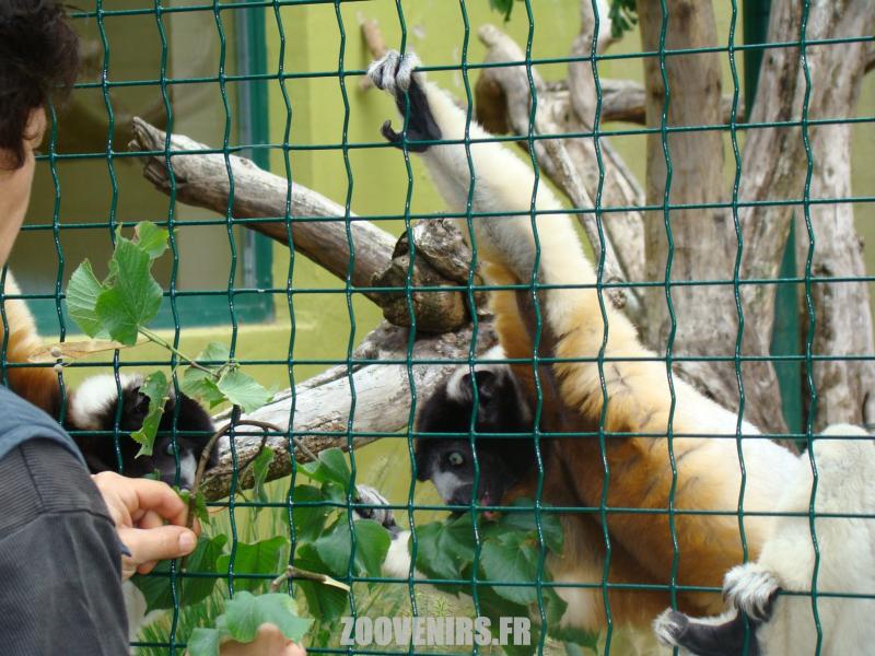 Propithèque couronnée