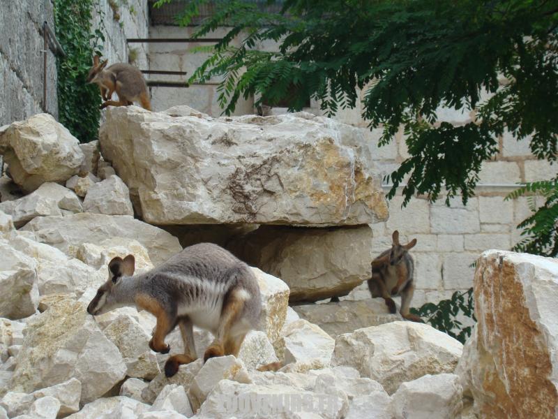 Wallaby des rochers