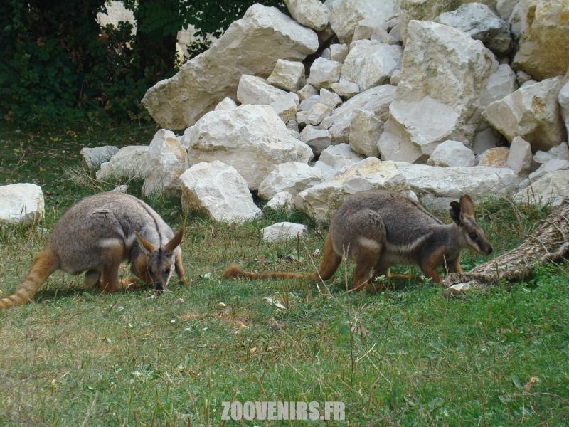 Wallaby des rochers
