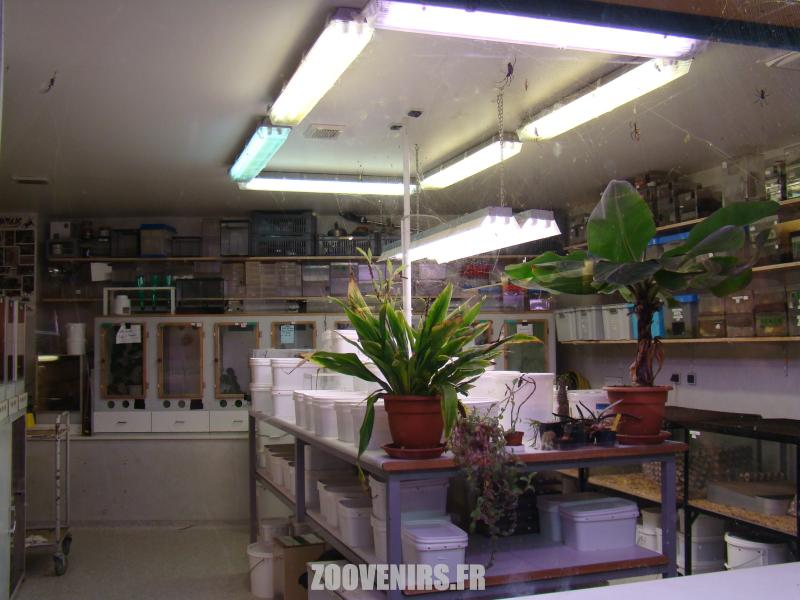 Laboratoire de l'insectarium