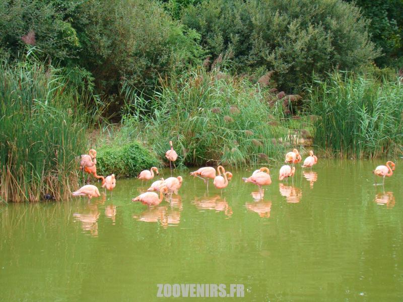 Flamant rose