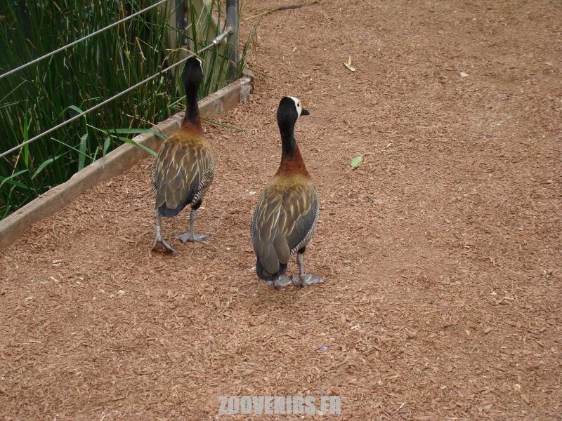 Dendrocygne veuf