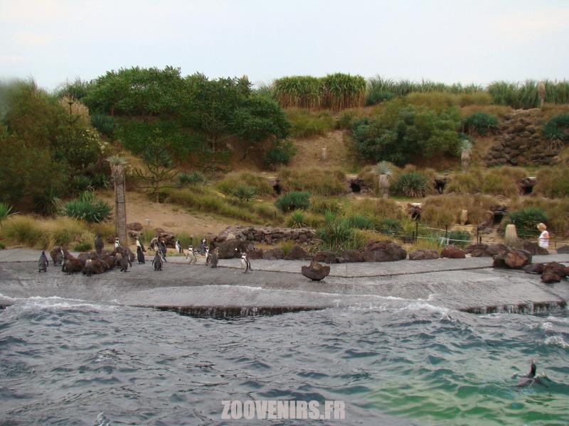 Manchots de Humboldt