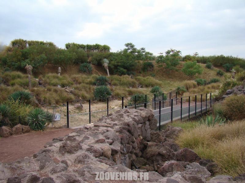 Manchots de Humboldt