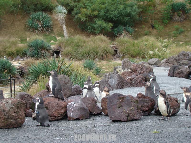 Manchots de Humboldt