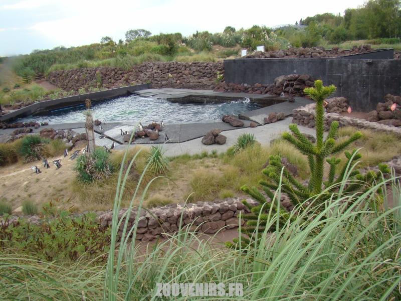 Manchots de Humboldt