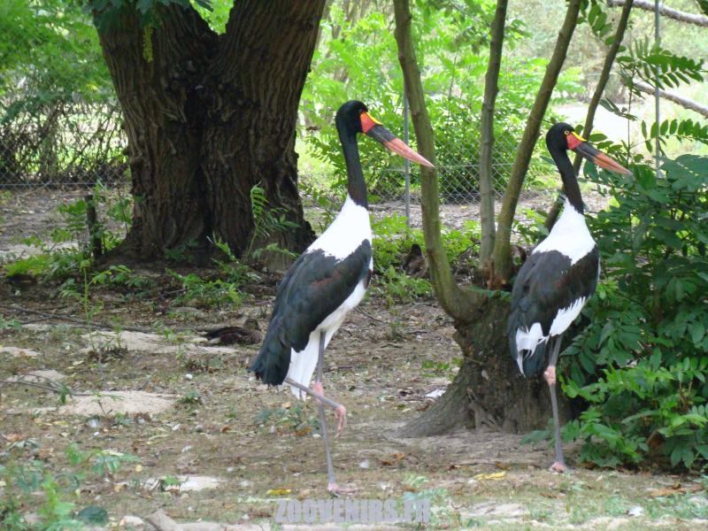 Jabiru