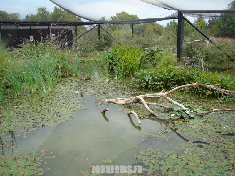 Volière australienne