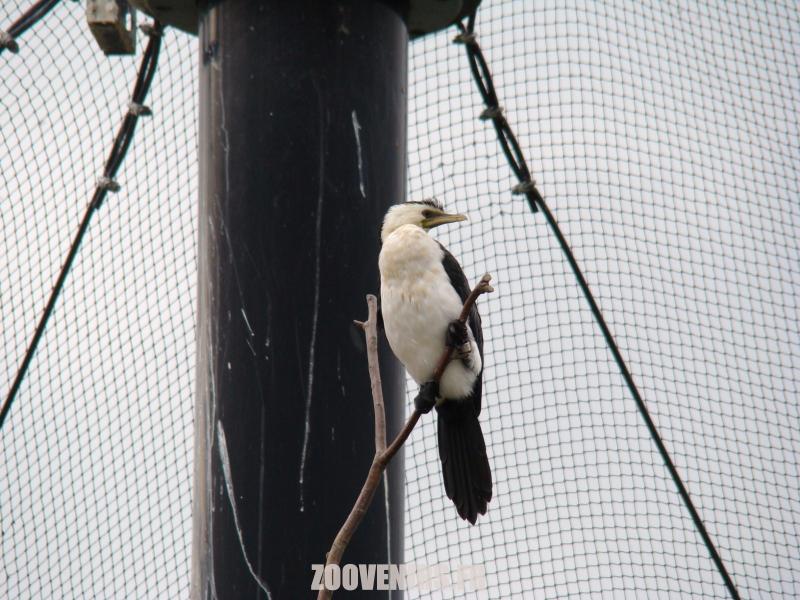 Cormoran à ventre blanc