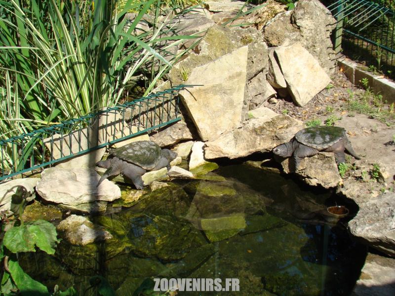Tortue hargneuse