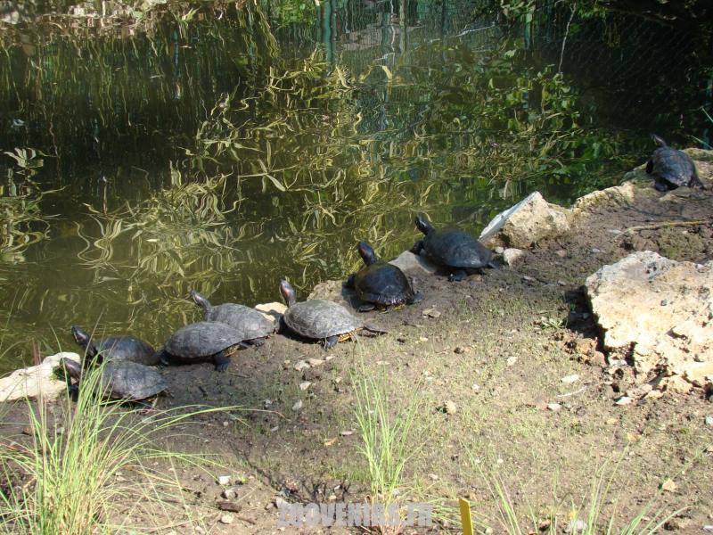 Tortue de Floride