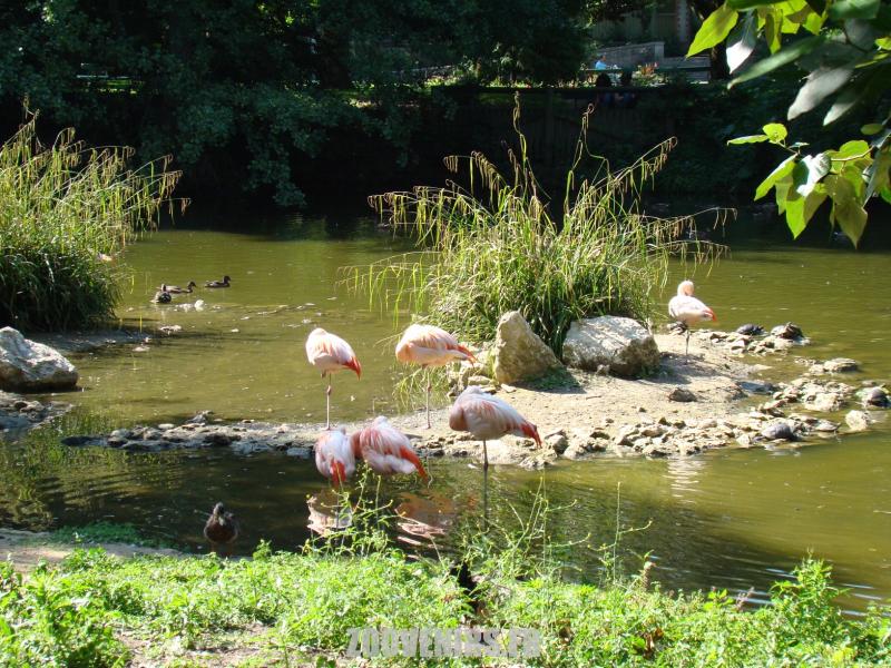 Flamant rose