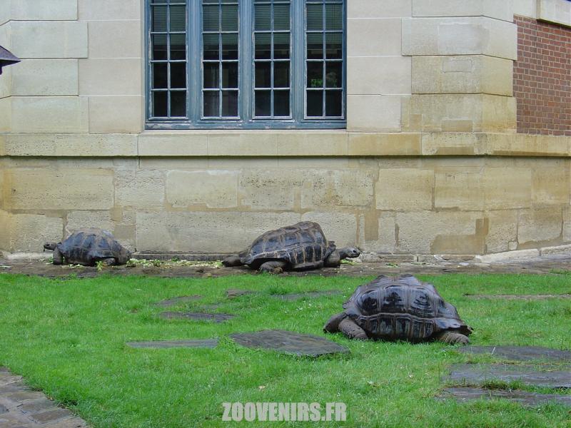 Tortue géante des Seychelles