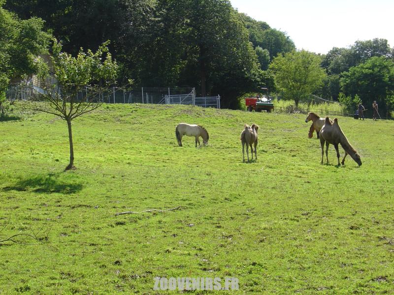 Chameau - Cheval de Przewalski