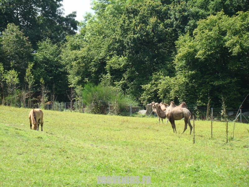 Chameau et Cheval de Przewalski