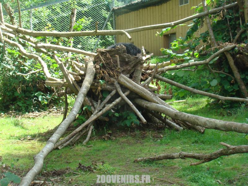 Binturong