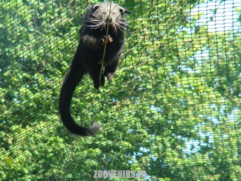 Binturong