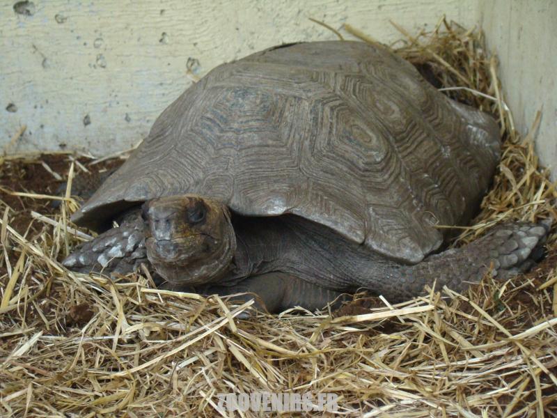 Tortue brune