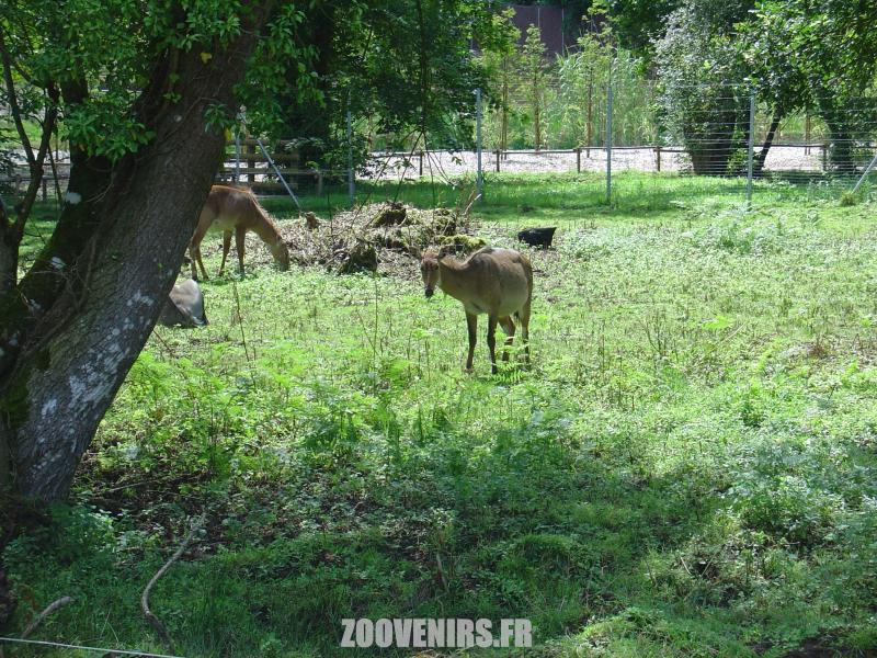 Cerf du Pére David
