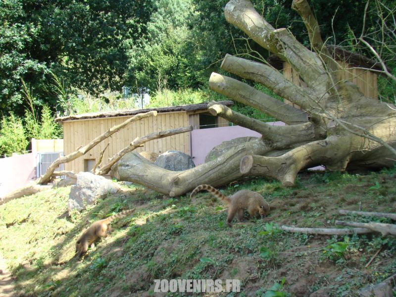 Coati