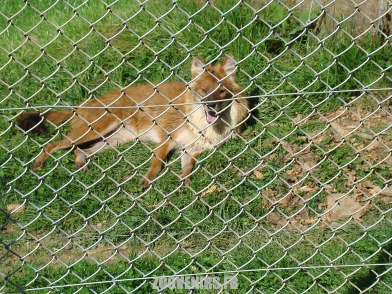 Dhole