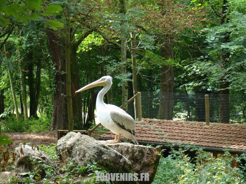 Pélican