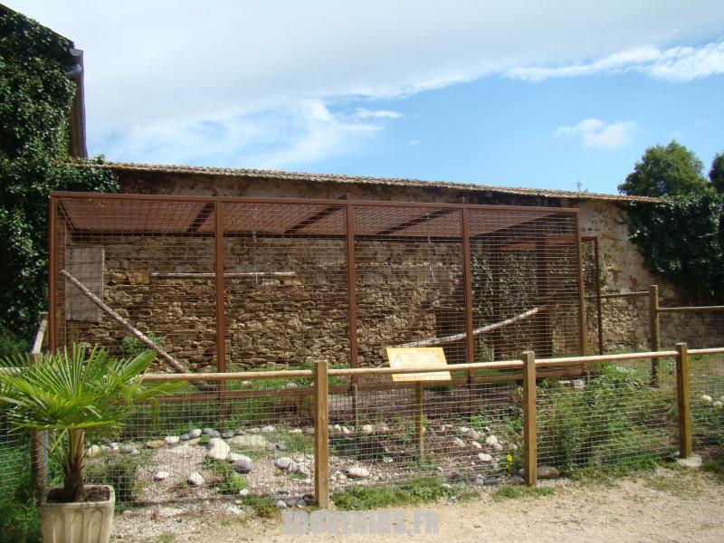 Cacatoés