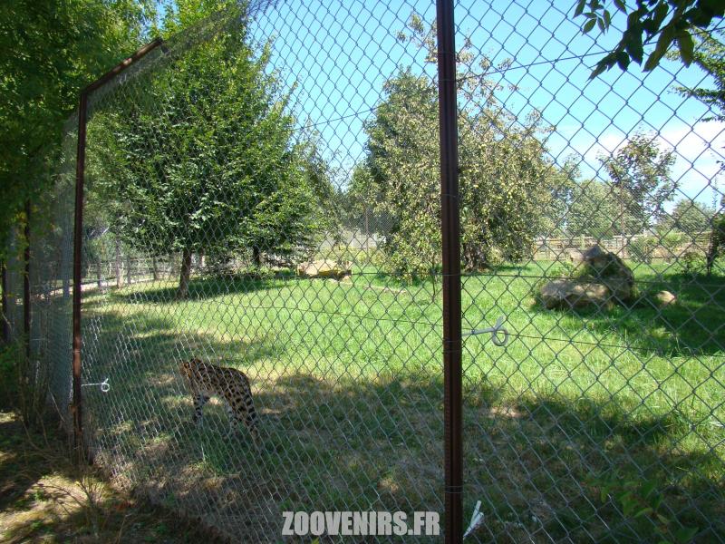Serval