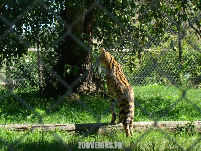 Serval