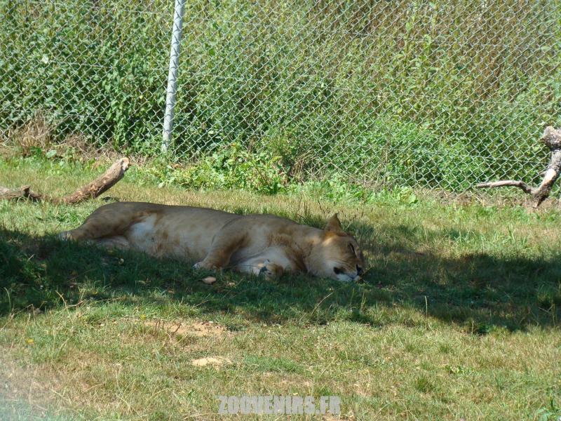 Lion