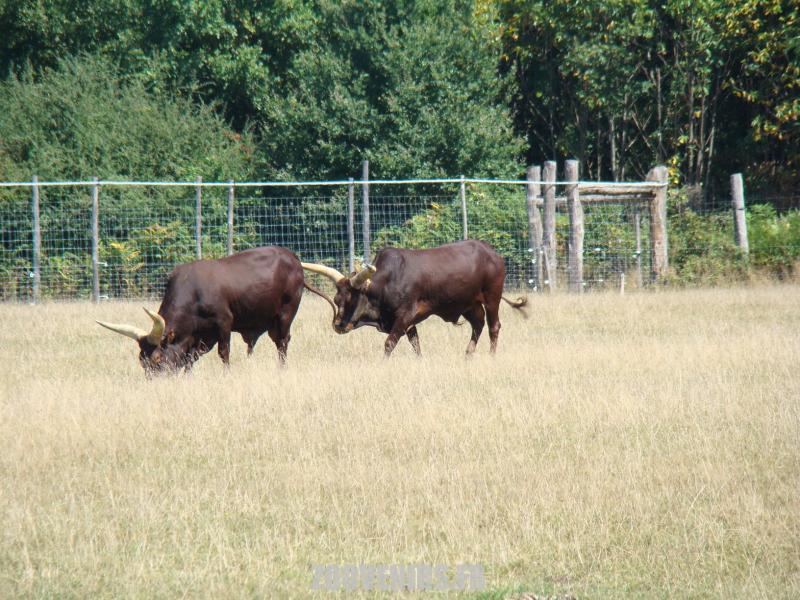 Bœuf Watussi