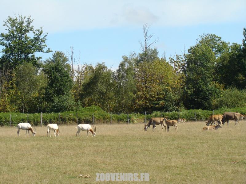 Plaine africaine