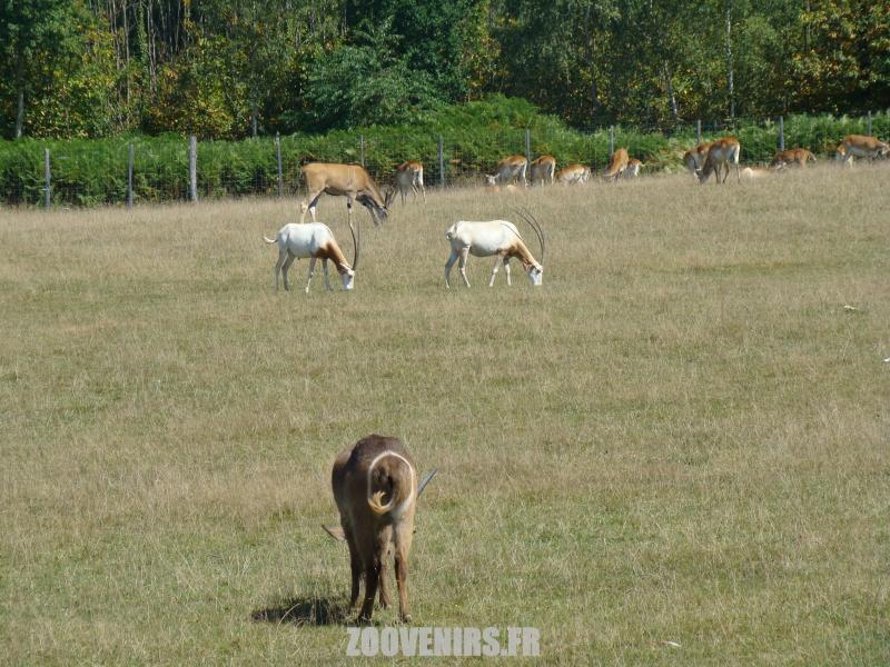 Plaine africaine