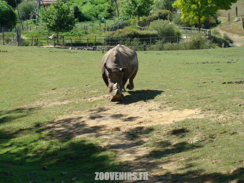 Rhinocéros blanc