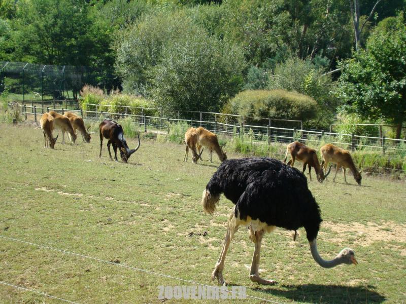 Plaine africaine