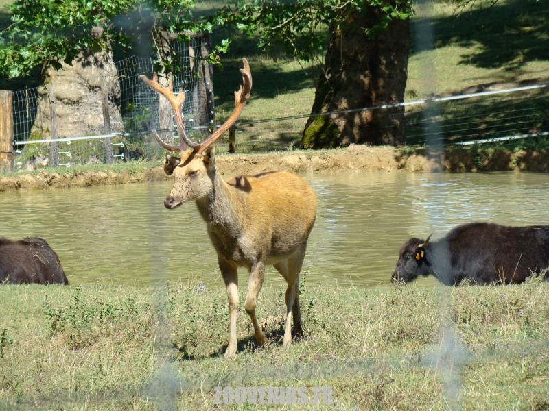 Barasingha - Buffle d'eau