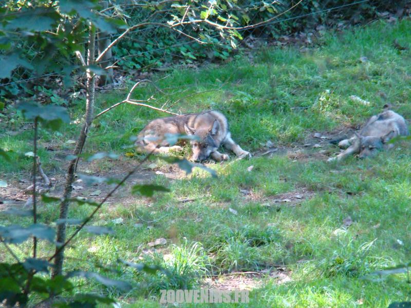 Loup de Mackenzie