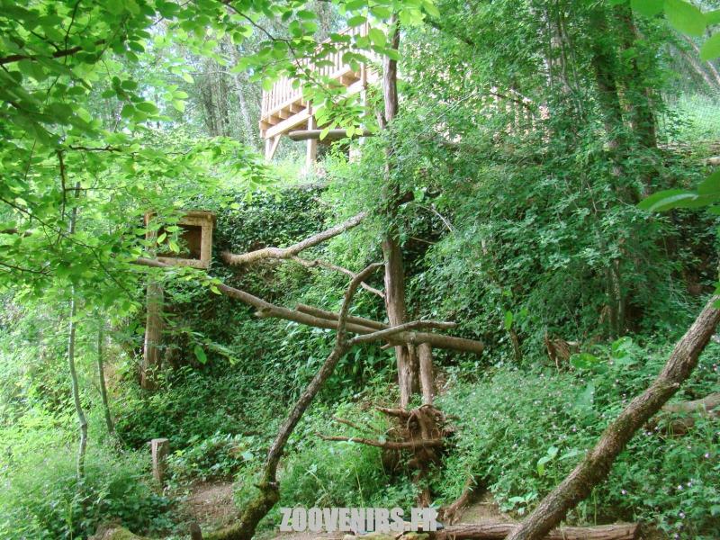 Chouette-Effraie