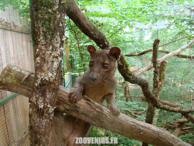 Fossa