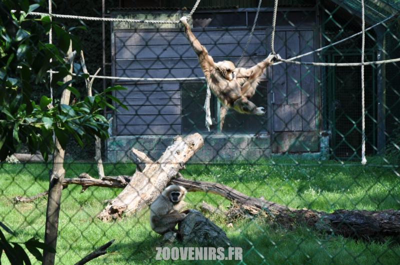 Gibbon à mains blanches