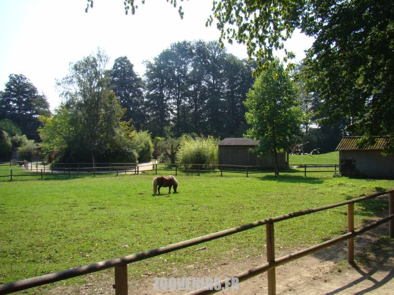 Poney