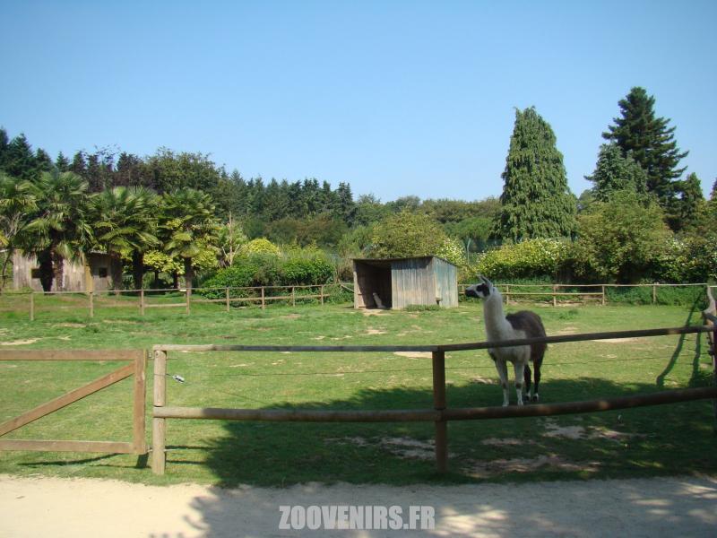 Lama