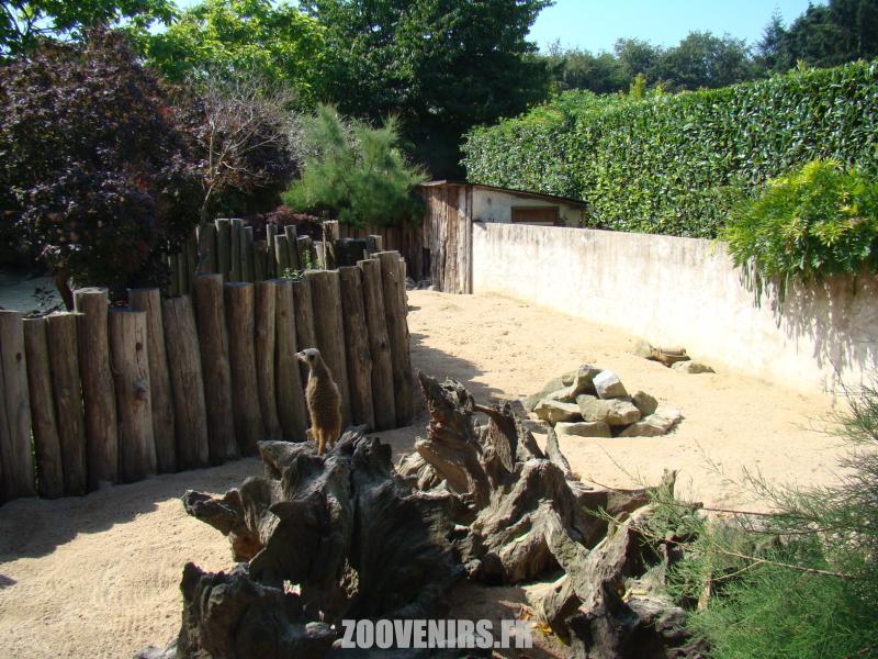 Suricate