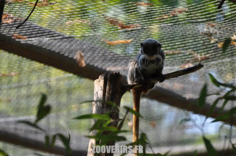 Tamarin empereur 