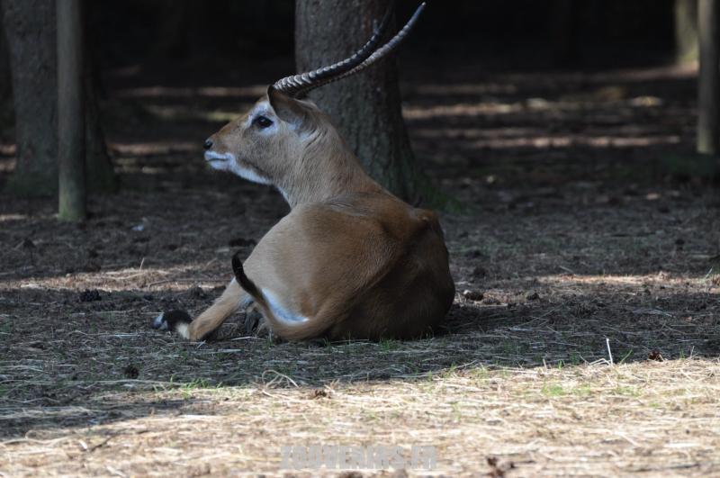 Cobe de Lechwe