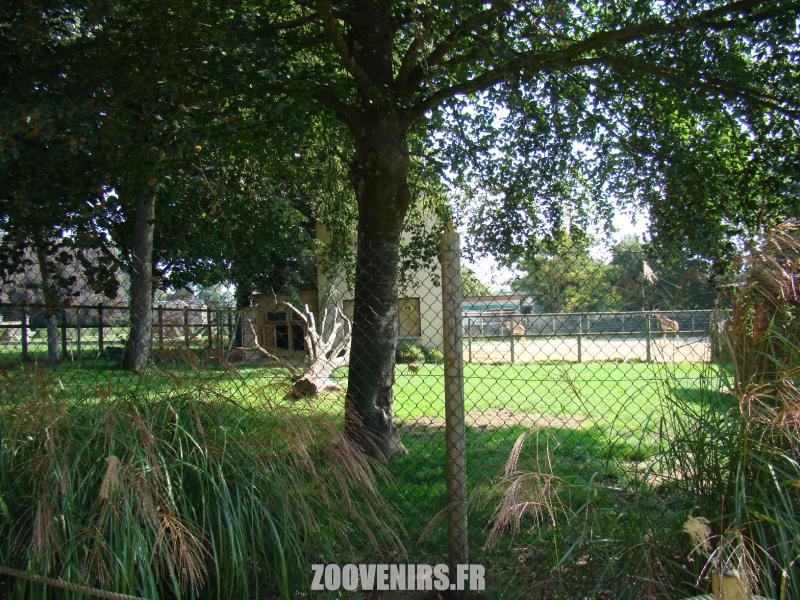 Dik-dik de Kirk
